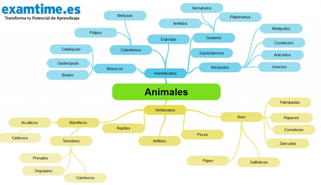 Cómo Estudiar Biología - Animales