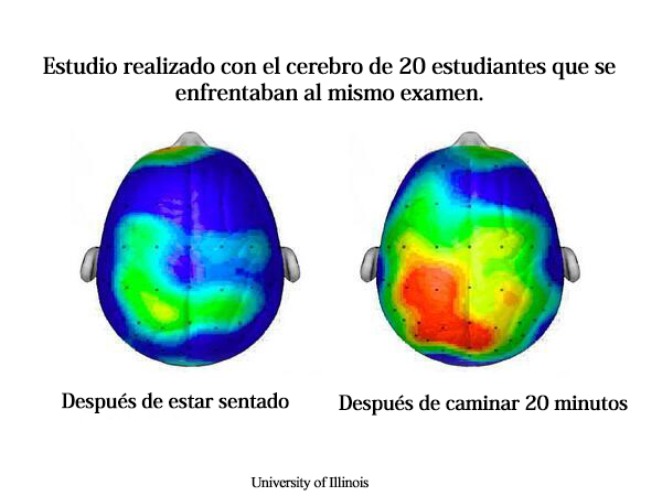 Cerebro Exani II Examen de Ceneval